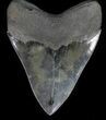 Serrated, Fossil Megalodon Tooth - Georgia #56357-2